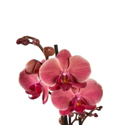 Orchidée Phalaenopsis mix 3 tiges : pot de D.12cm - H.55/65cm