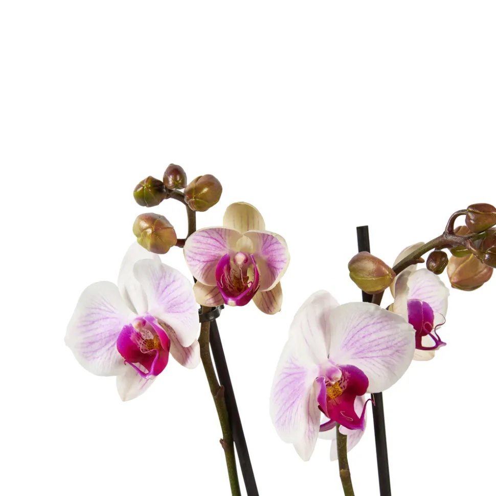 Orchidée Phalaenopsis mix 3 tiges : pot de D.12cm - H.55/65cm