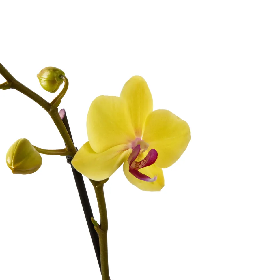 Orchidée Phalaenopsis mix 3 tiges : pot de D.12cm - H.55/65cm