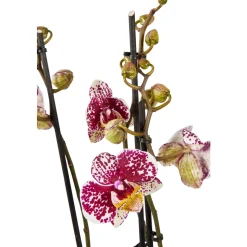 Orchidée Phalaenopsis mix 3 tiges : pot de D.12cm - H.55/65cm