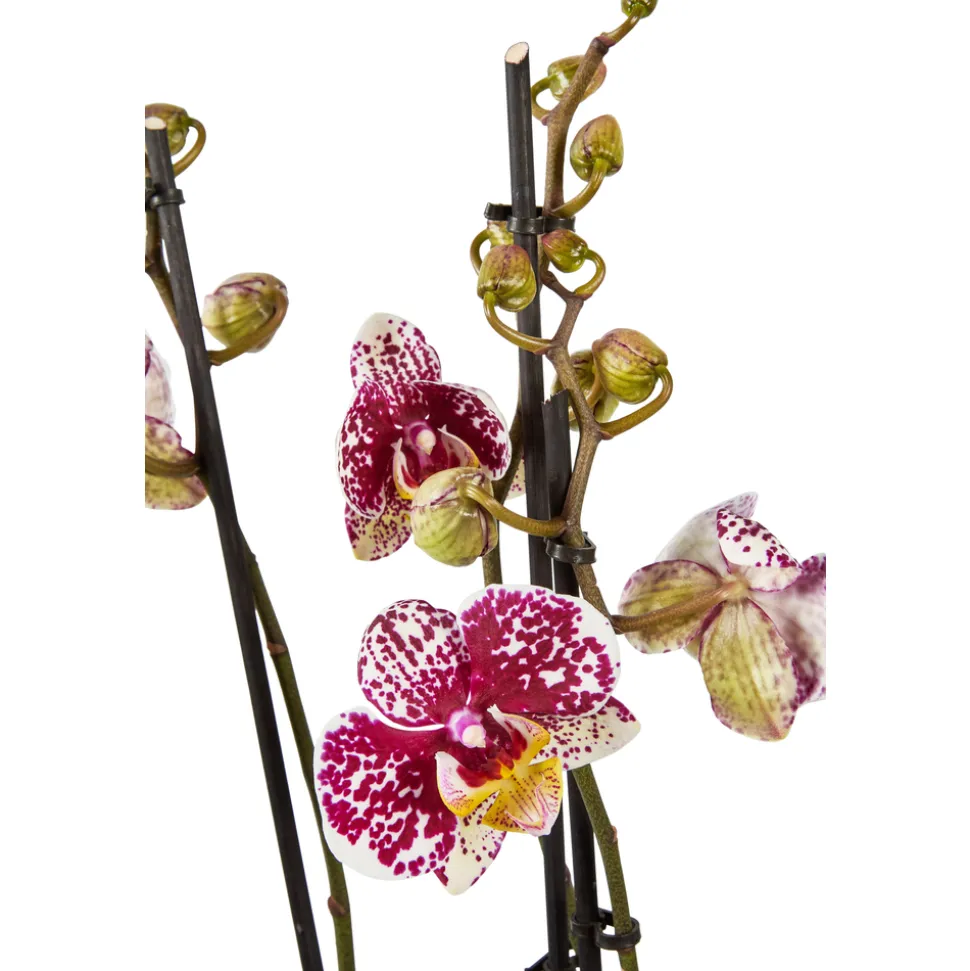 Orchidée Phalaenopsis mix 3 tiges : pot de D.12cm - H.55/65cm