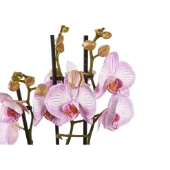Orchidée Phalaenopsis mix 3 tiges : pot de D.12cm - H.55/65cm