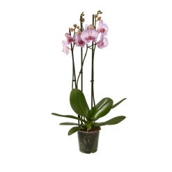 Orchidée Phalaenopsis mix 3 tiges : pot de D.12cm - H.55/65cm