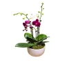 Orchidée Phalaenopsis mix 4/5 tiges : pot D.18cm