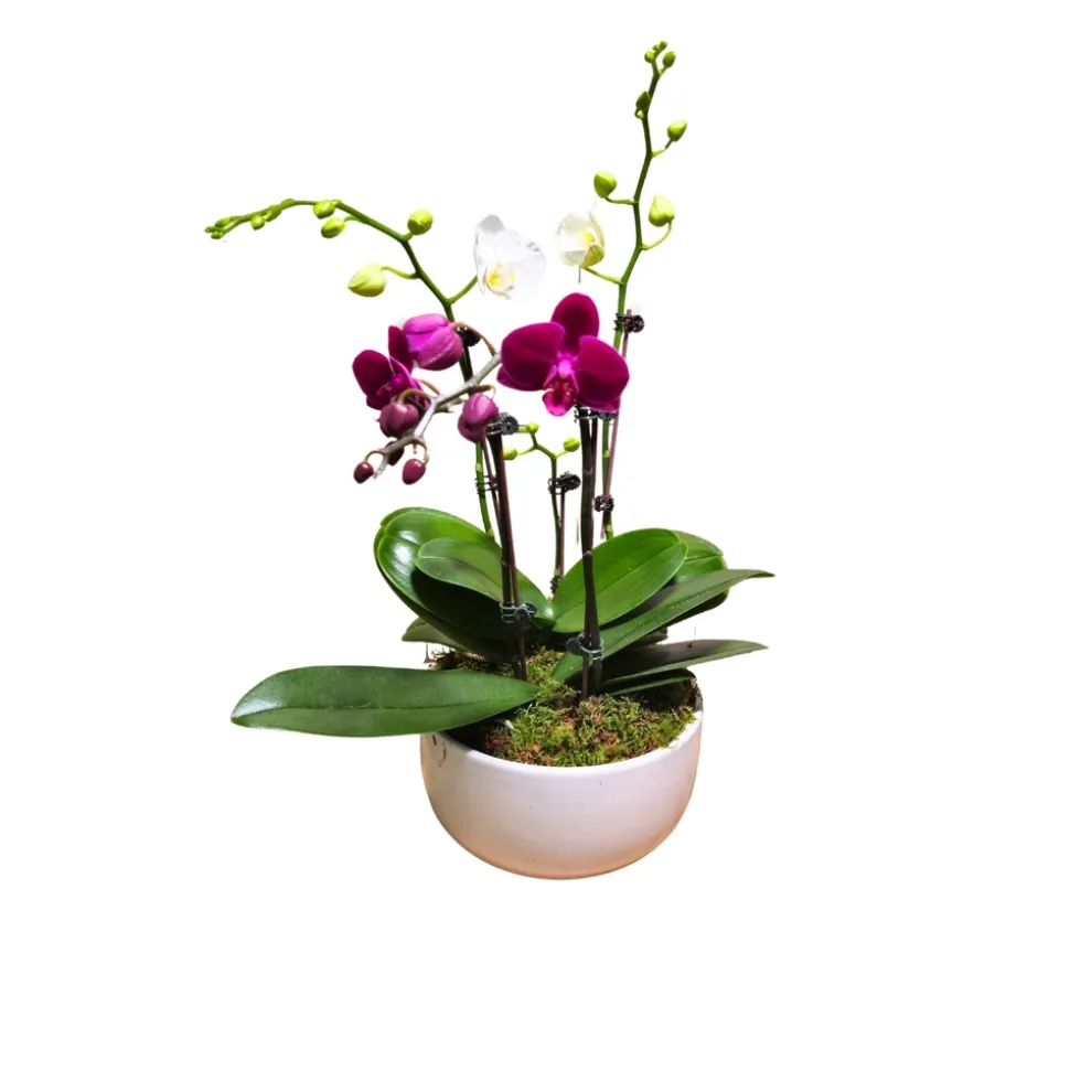 Orchidée Phalaenopsis mix 4/5 tiges : pot D.18cm