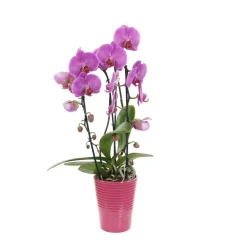 Orchidée Phalaenopsis rose en cascade 2 tiges - pot D.13 cm