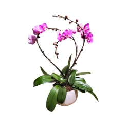 Orchidée Phalaenopsis rose, 3 tiges : pot D.27cm