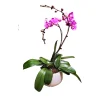 Orchidée Phalaenopsis rose 2 tiges : pot D.24cm
