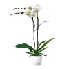 Orchidée Phalaenopsis 'Tsarine' 2 tiges - pot D.17 cm