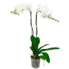 Orchidée Phalaenopsis 'Tsarine' 2 tiges - pot D.15 cm