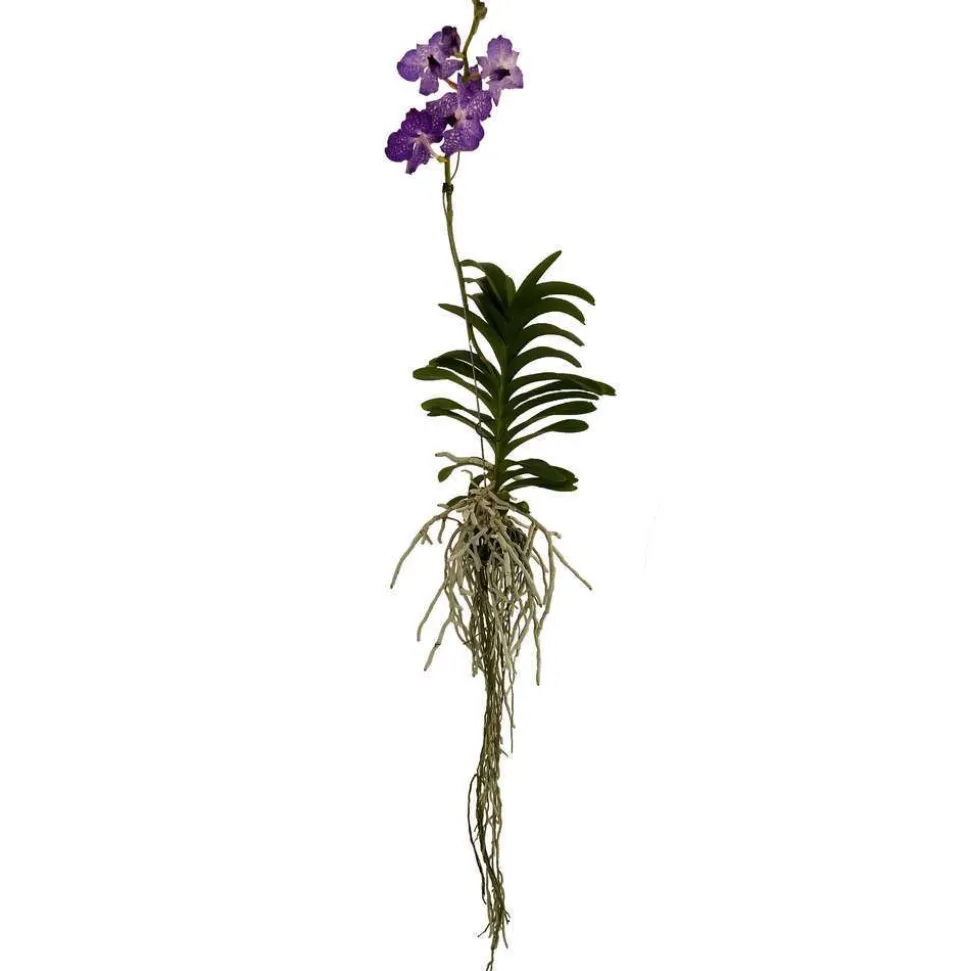 Orchidée Vanda 1 tige - vase D.14 cm