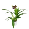 Orchidée Zygopetalum 1 tige - pot D.12 cm