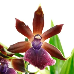 Orchidée Zygopetalum 1 tige - pot D.12 cm