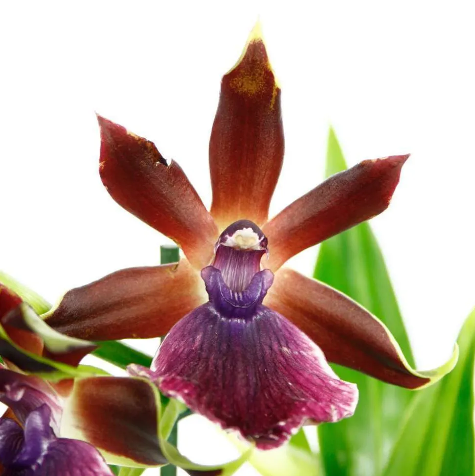 Orchidée Zygopetalum 1 tige - pot D.12 cm