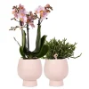 Orchidées colibri | ensemble de plantes scandic - avec orchidée phalaenopsis rose et rhipsalis céramique | taille du pot 9cm