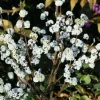 ORLÉANS (45) - Callicarpa, arbuste aux bonbons magical® snowstar 'kolmsnostar'/[-]pot de 1,5l - 10/20 cm