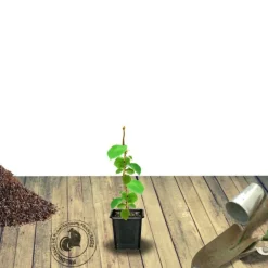 ORLÉANS (45) - Kiwi chinensis solo (autofertile)/[-]godet - 5/10 cm