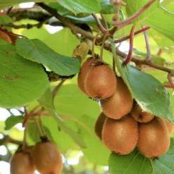 ORLÉANS (45) - Kiwi deliciosa 'herma' (autofertile)/[-]godet - 5/20 cm