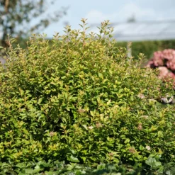 ORLÉANS (45) - Physocarpe à feuilles d'obier raspberry lemonade® 'zleyel2'/[-]pot de 1,5l - 20/40 cm