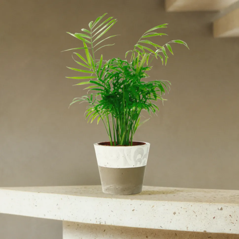 Palmier nain : H.30/40cm pot