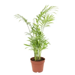 Palmier nain : H.30/40cm pot
