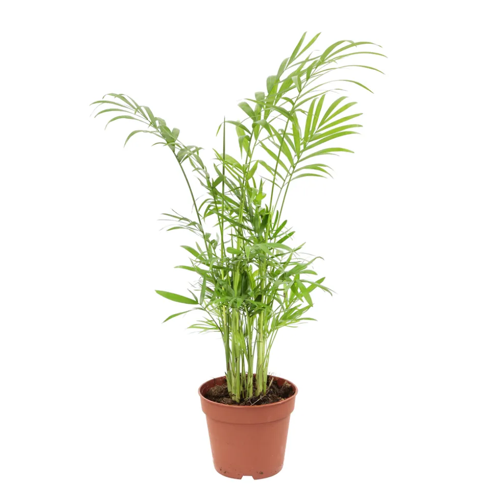 Palmier nain : H.30/40cm pot