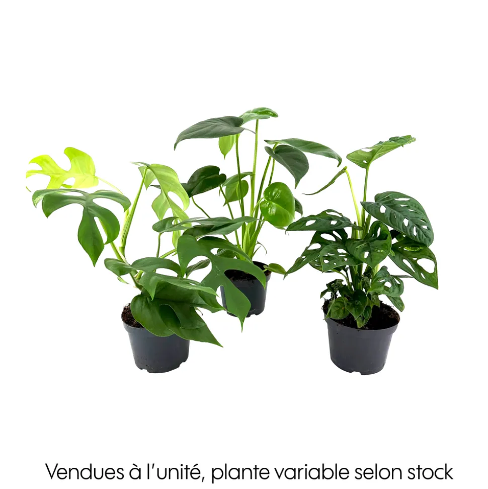 Philodendron Monstera mix, variétés variables : pot D.12cm