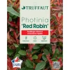 Photinia 'Red Robin' : pot 15L