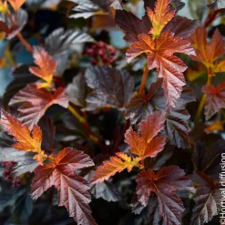 Physocarpus 'Black Light®' : pot 4,5L