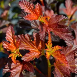 Physocarpus 'Black Light®' : pot 4,5L