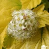 Physocarpus opulifolius Angel Gold ® ' Minange ' C.O.V. : ctr 4 litres