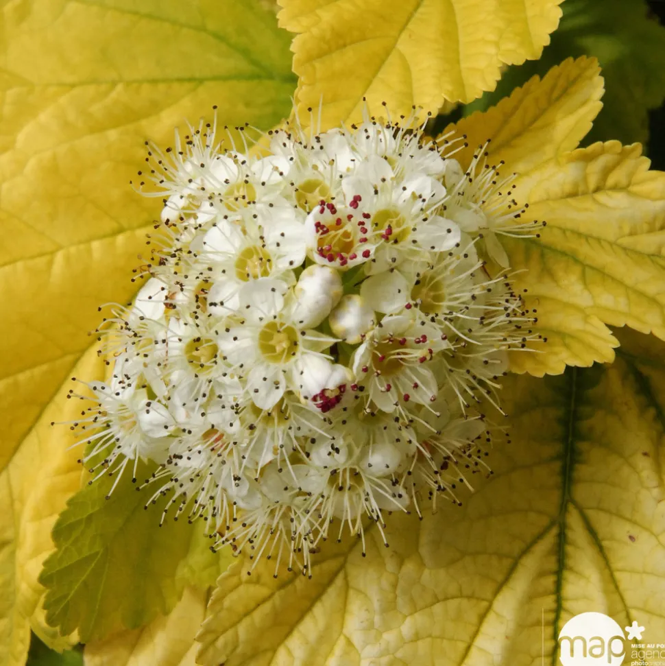 Physocarpus opulifolius Angel Gold ® ' Minange ' C.O.V. : ctr 4 litres