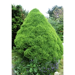 Picea glauca Conica H : 40/50 cm ctr 4L