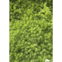 Picea glauca Conica H : 40/50 cm ctr 4L