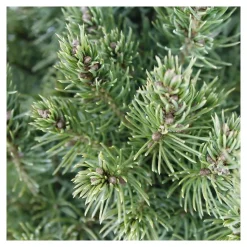 Picea glauca Conica H : 40/50 cm ctr 4L
