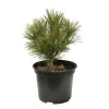 Pin de montagne mugo Hesse 20/30 : pot 3L