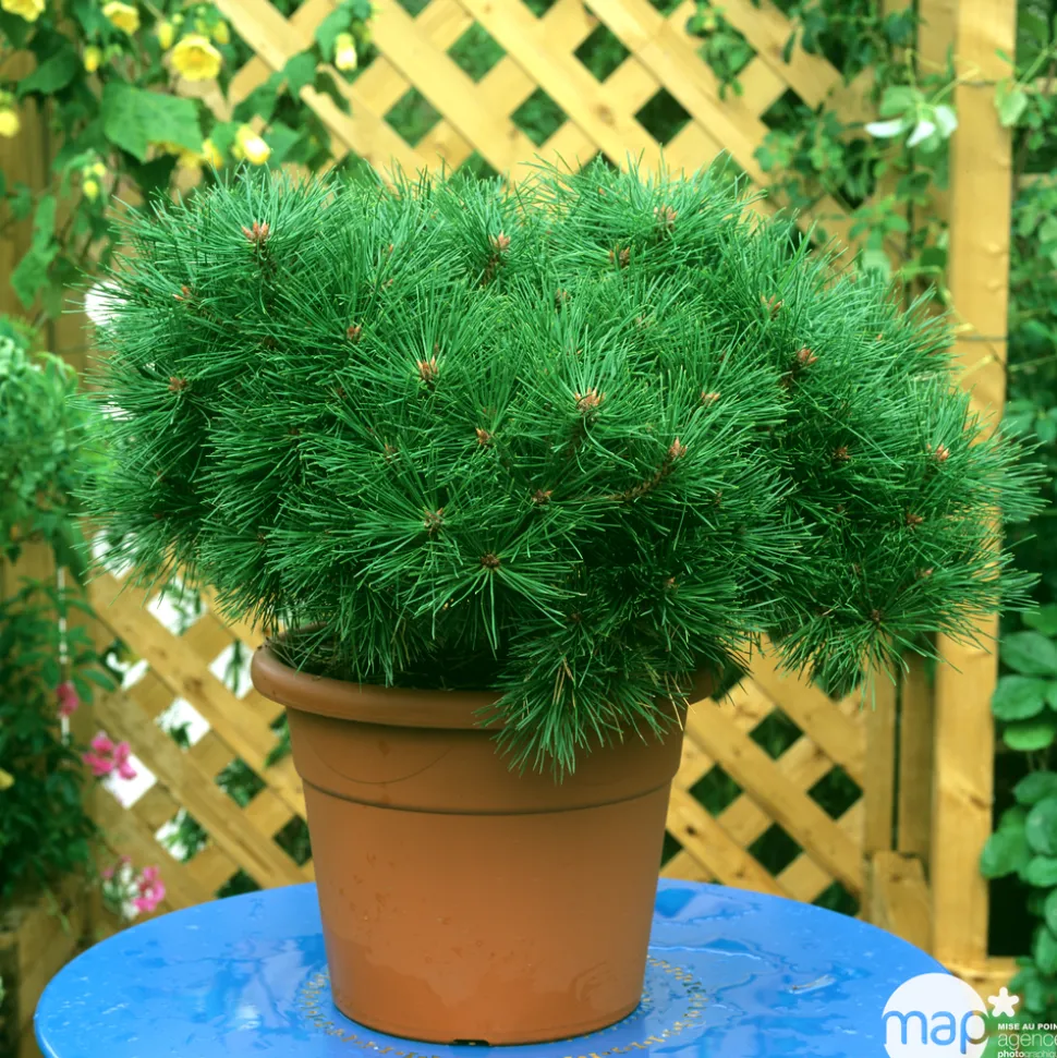 Pinus nigra Pierrick Bregeon, ctr 40L