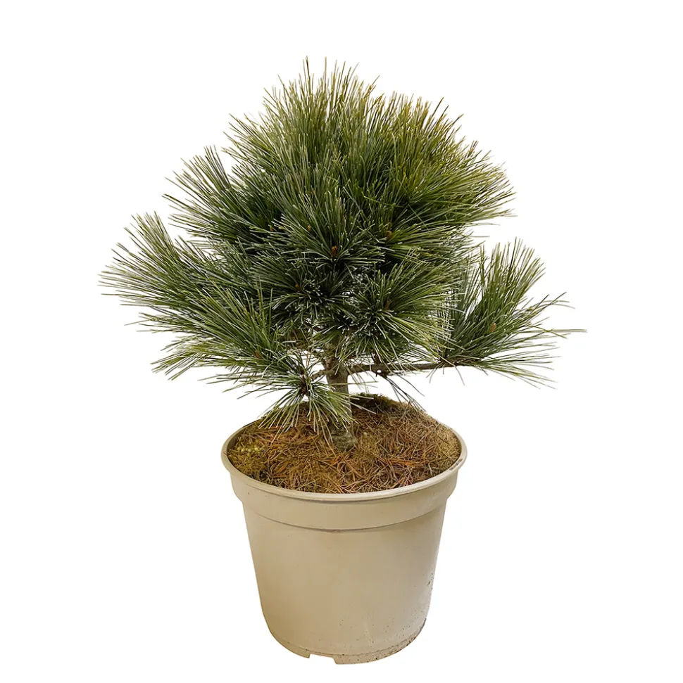 Pinus strobus Nana H : 30/40 cm, ctr 4L