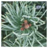 Pinus sylvestris Watereri, H : 30/40 cm, ctr 4L