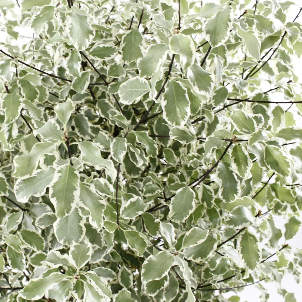 Pittosporum tenuifolium ' Variegatum ' : conteneur 10 litres