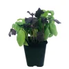 Plant de Basilic Duo -Pot de 1L