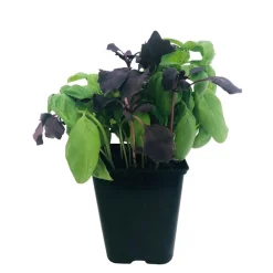 Plant de Basilic Duo -Pot de 1L
