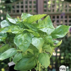 Plant de basilic 'Marseillais' : pot de 1 litre