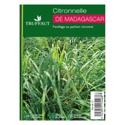 Plant de citronnelle de Madagascar : pot de 1 litre