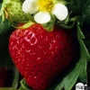 Plant de fraisier 'Charlotte' : pot de 4 litres