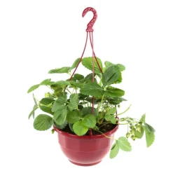 Plant de fraisier 'Charlotte' : pot de 4 litres