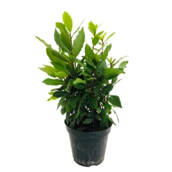 Plant de laurier sauce : pot de 1 litre