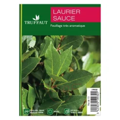 Plant de laurier sauce : pot de 1 litre