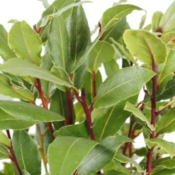 Plant de laurier sauce : pot de 1 litre