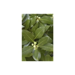 Plant de laurier sauce : pot de 1 litre